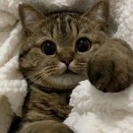 Продукт цс ступенчатая 5