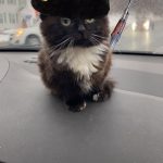 Продукт цс ступенчатая 1