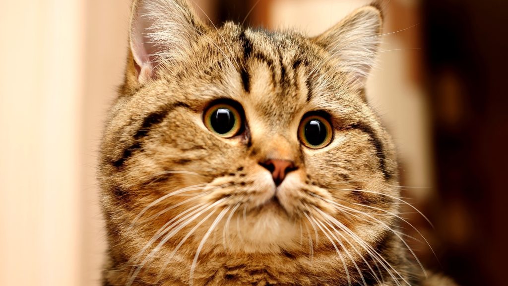 Продукт цс ступенчатая 2